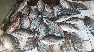 Procura por carne de peixes aumenta na Semana Santa e ajuda produtores locais - 4