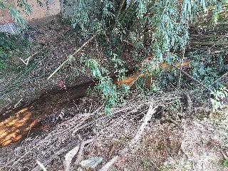 (VÍDEO) Morador cobra limpeza de riacho e poda de bambus no bairro Ponta Russa - 3