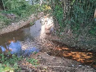 (VÍDEO) Morador cobra limpeza de riacho e poda de bambus no bairro Ponta Russa - 2