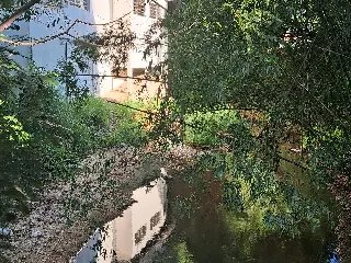 (VÍDEO) Morador cobra limpeza de riacho e poda de bambus no bairro Ponta Russa - 1