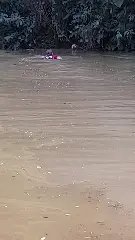 Bombeiros resgatam cão preso em cipó às margens de lagoa em Brusque - 1