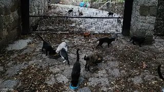 Dono morre e 80 gatos ficam abandonados em casarão - 1