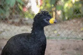 Conheça Muçum o novo morador do Zoobotânico de Brusque - 2