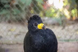 Conheça Muçum o novo morador do Zoobotânico de Brusque - 1