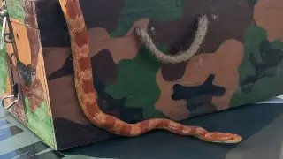 Polícia Ambiental recolhe cobra norte-americana em bairro de Itajaí - 1