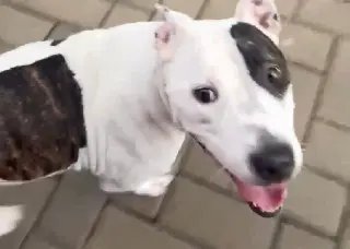 Campanha de adoção em Brusque: conheça os cães à espera de um lar - 2