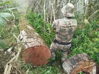 Dia da Mata Atlântica marcado por operação contra crime ambiental - 7