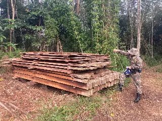 Dia da Mata Atlântica marcado por operação contra crime ambiental - 5