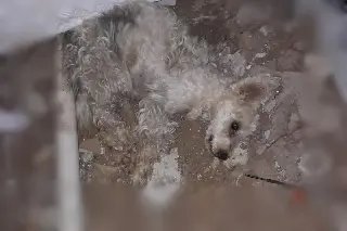 Cão vítima de maus-tratos é resgatado em imóvel sem condições - 1