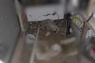 Cão vítima de maus-tratos é resgatado em imóvel sem condições - 2
