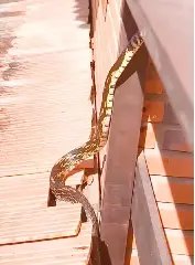 Serpente de mais de 3 metros é flagrada em rancho de SC - 2