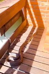 Serpente de mais de 3 metros é flagrada em rancho de SC - 3