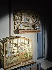 Operação desarticula esquema de tráfico de aves silvestres - 2