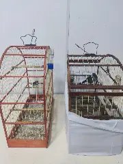 Tráfico e crime ambiental: polícia encontra maconha e animais em casa de suspeito - 2