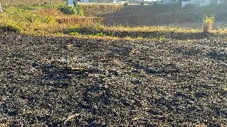 (VÍDEO) Homem coloca fogo em vegetação no Dom Joaquim - 6