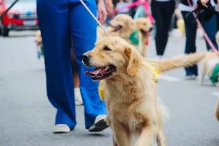 Desfile cívico celebra os 165 anos de Brusque com memória e cuca gigante - 16