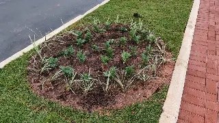 Paisagismo na “Gota de Acesso” em frente ao Pavilhão é finalizado - 2