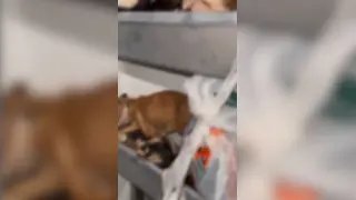 “Protetor” É flagrado com cães famintos e mortos em SC - 2