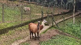 Parque Zoobotânico celebra um ano da lhama Salomão com bolo e presentes - 1