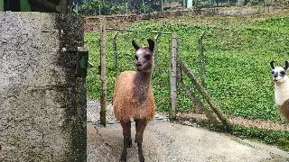 Parque Zoobotânico celebra um ano da lhama Salomão com bolo e presentes - 2