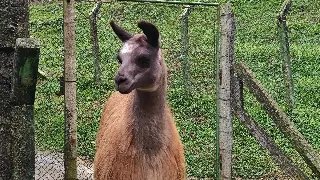 Parque Zoobotânico celebra um ano da lhama Salomão com bolo e presentes - 3