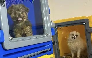Donos de canil clandestino com 220 cães podem pagar mais de R$ 700 mil em multa - 3