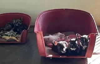 Donos de canil clandestino com 220 cães podem pagar mais de R$ 700 mil em multa - 4