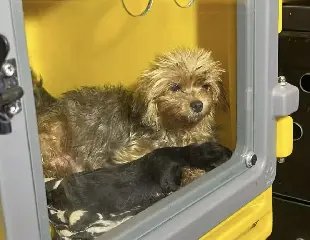 Donos de canil clandestino com 220 cães podem pagar mais de R$ 700 mil em multa - 5