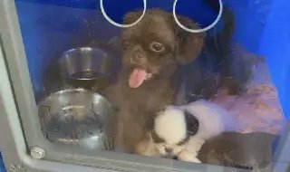 Donos de canil clandestino com 220 cães podem pagar mais de R$ 700 mil em multa - 1
