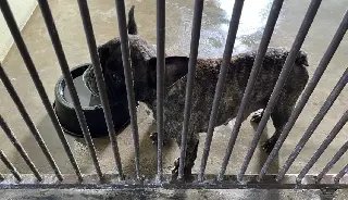 Donos de canil clandestino com 220 cães podem pagar mais de R$ 700 mil em multa - 2
