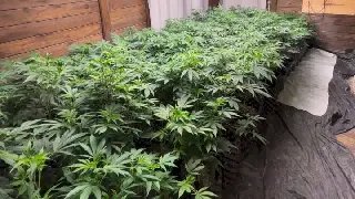 (VÍDEO) PM estoura MEGA laboratório de drogas com 620 pés de maconha - 1
