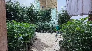 (VÍDEO) PM estoura MEGA laboratório de drogas com 620 pés de maconha - 2