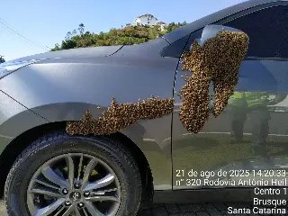 (VÍDEO) Carro vira “colmeia” temporária e bombeiros são acionados em Brusque - 2