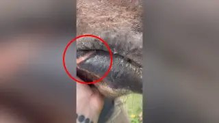 (VÍDEO) Cavalgada rumo à Nova Trento é marcada por maus-tratos - 1