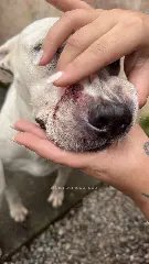 (VÍDEO) Caso dos pitbulls em Brusque tem nova reviravolta - 1