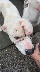 (VÍDEO) Caso dos pitbulls em Brusque tem nova reviravolta - 4