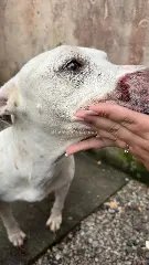(VÍDEO) Caso dos pitbulls em Brusque tem nova reviravolta - 3