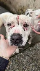 (VÍDEO) Caso dos pitbulls em Brusque tem nova reviravolta - 2