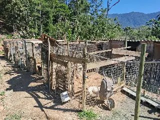 (VIDEO) Canil enfrenta dívida de até R$ 80 mil e risco de despejo em Guabiruba - 2