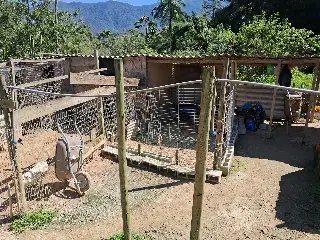 (VIDEO) Canil enfrenta dívida de até R$ 80 mil e risco de despejo em Guabiruba - 3