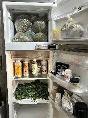 Polícia desmonta laboratório com 400 pés de maconha - 1