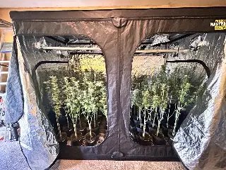 Polícia desmonta laboratório com 400 pés de maconha - 2
