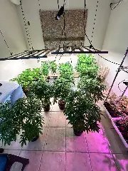 Polícia desmonta laboratório com 400 pés de maconha - 4