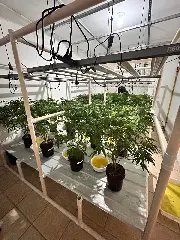 Polícia desmonta laboratório com 400 pés de maconha - 3