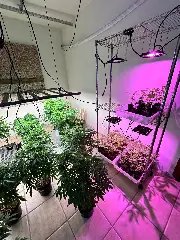 Polícia desmonta laboratório com 400 pés de maconha - 5