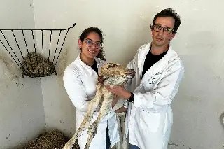 Em fenômeno raro, bezerro nasce com duas cabeças em SC - 2