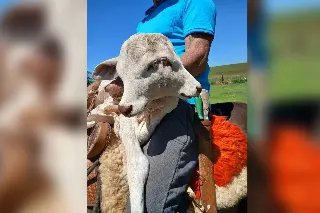 Em fenômeno raro, bezerro nasce com duas cabeças em SC - 1
