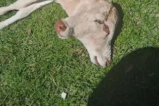 Em fenômeno raro, bezerro nasce com duas cabeças em SC - 3
