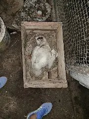 Mãe e filho são presos por maus-tratos a diversos animais - 3