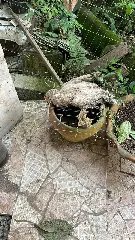 Mãe e filho são presos por maus-tratos a diversos animais - 1